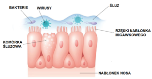 anatomia błony śluzowej nosa